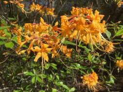 Imagem de Rhododendron austrinum (Small) Rehd.