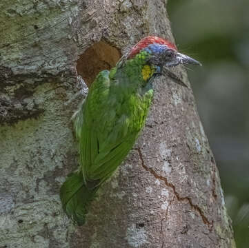 Image of Red-crowned Barbet