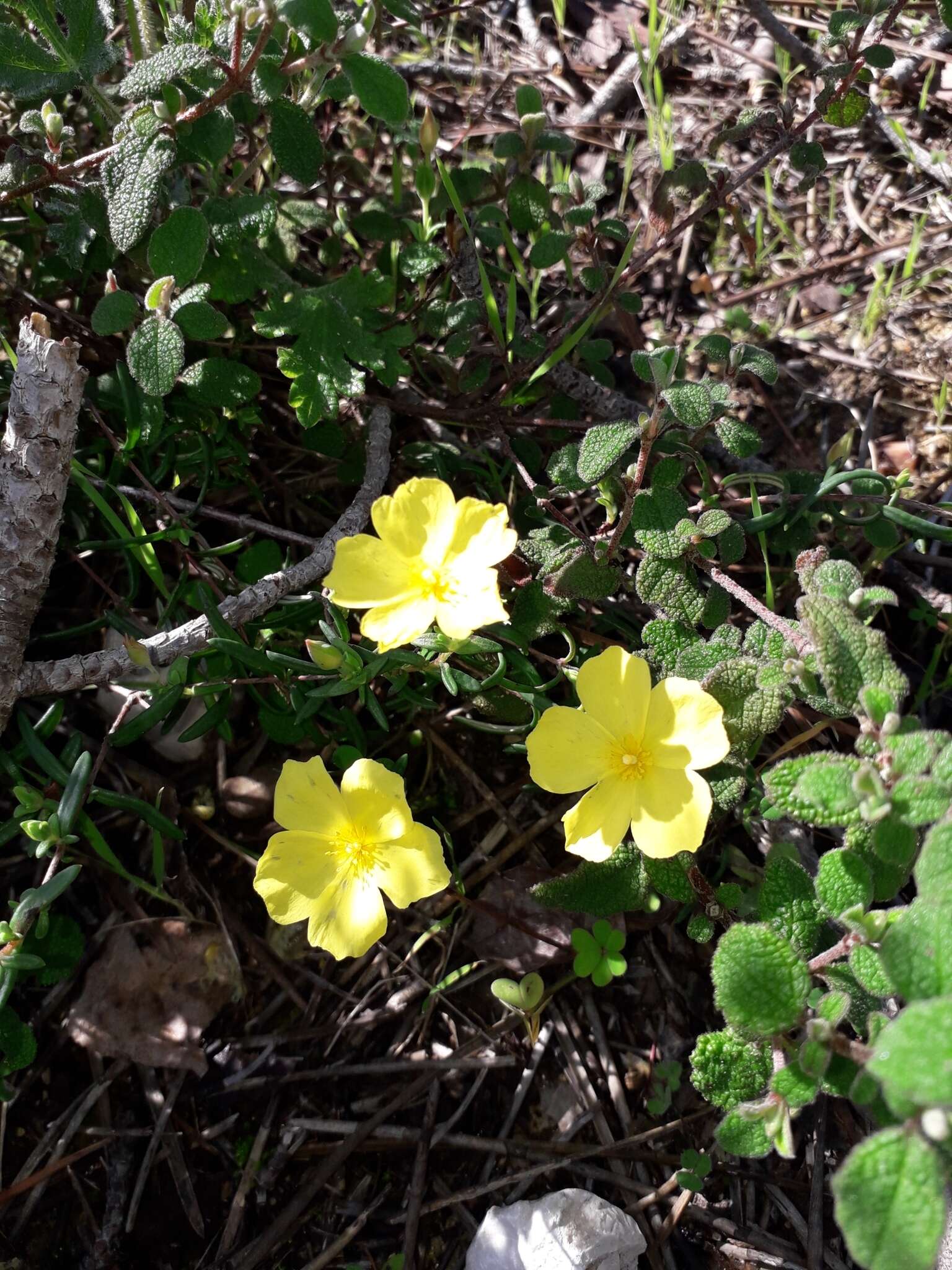 Image of Yellow Rock Rose