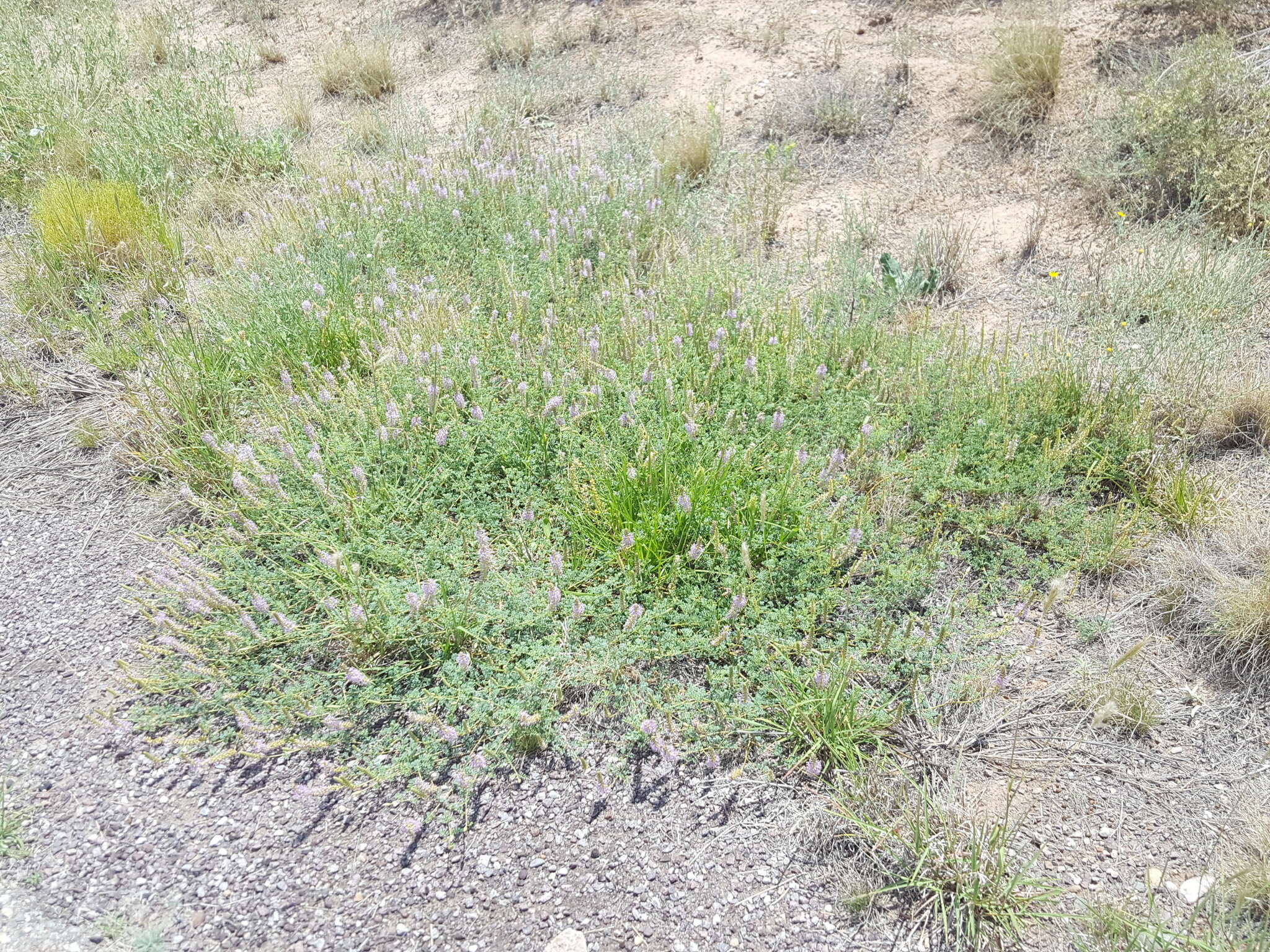 Image of Albuquerque prairie clover