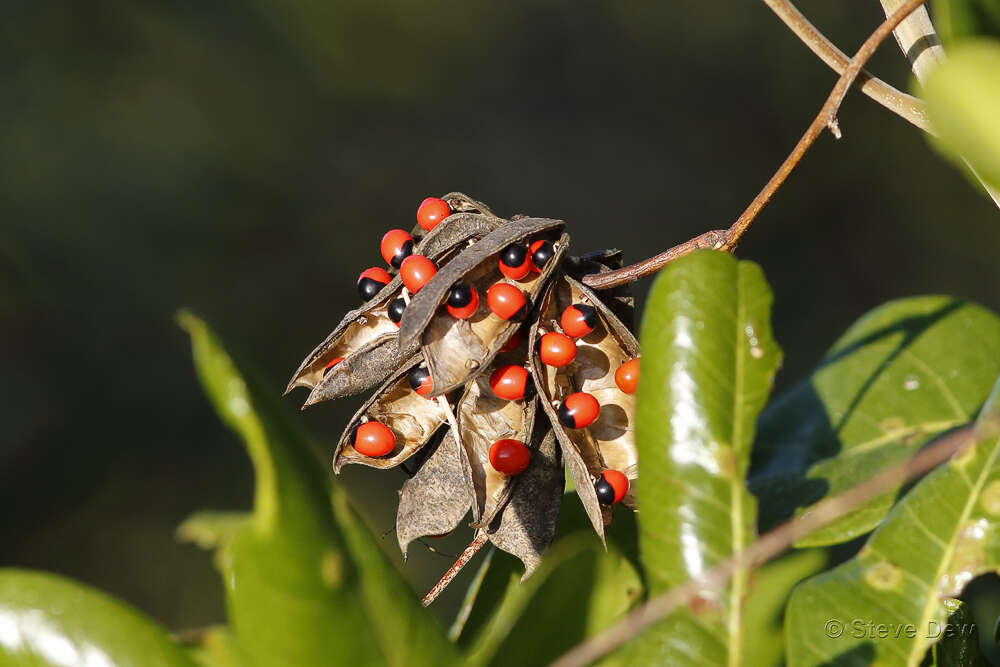 Abrus precatorius subsp. precatorius resmi