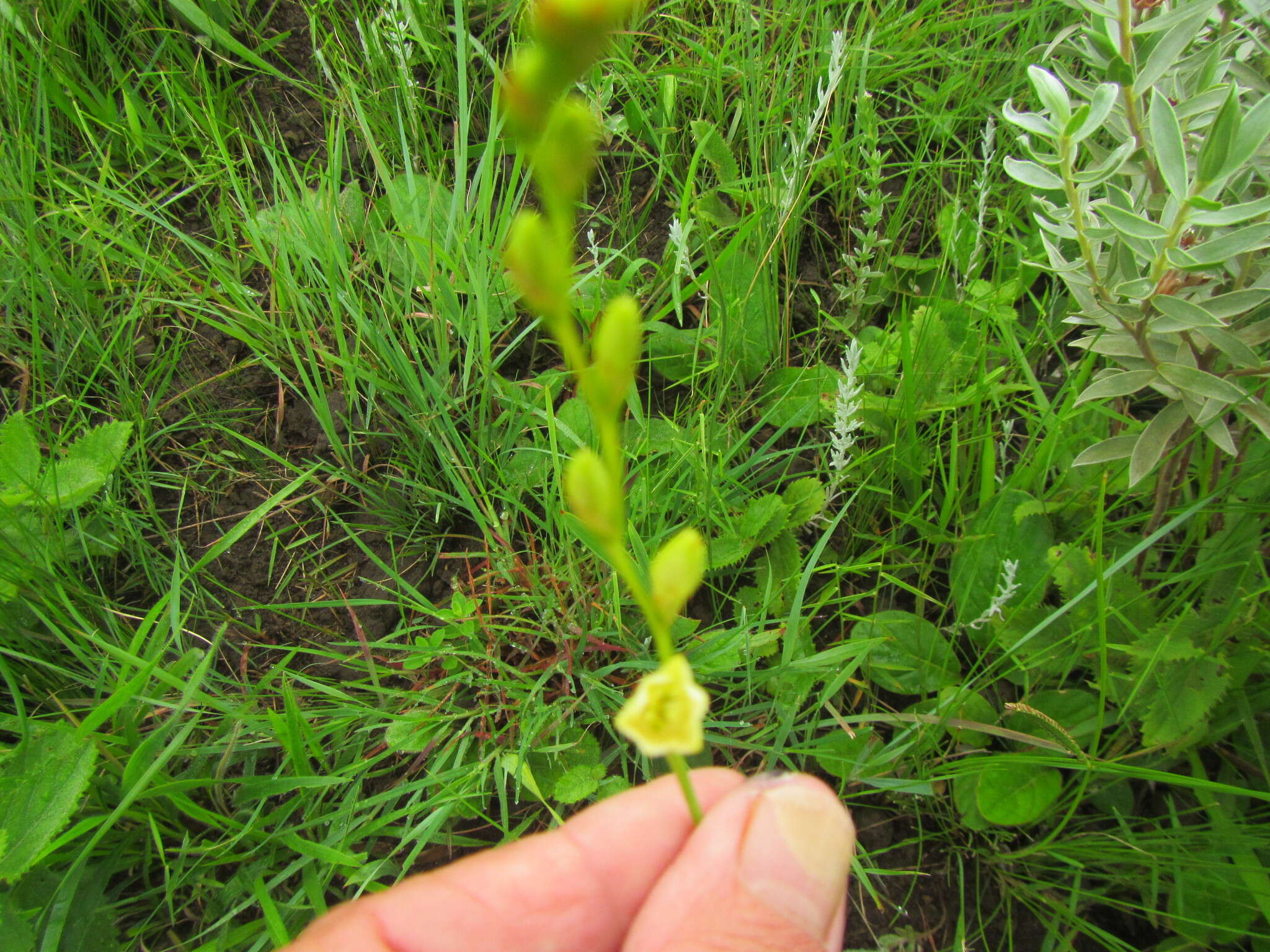 Image of Tritonia gladiolaris (Lam.) Goldblatt & J. C. Manning