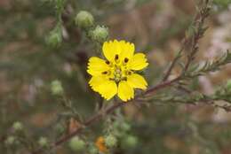 Image of San Diego Moonshine-Daisy