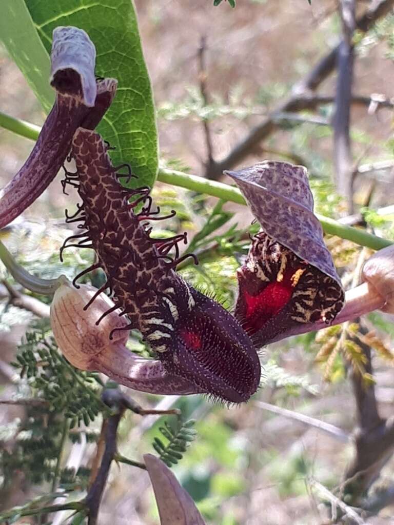 Image of Aristolochia taliscana Hook. & Arn.