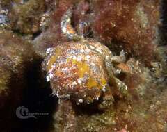 Image of Linnaeus's sponge crab