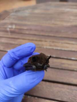 Image of Madeira Pipistrelle