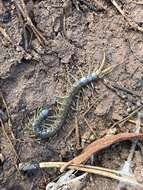 Image of Scolopendra viridis viridis Say 1821