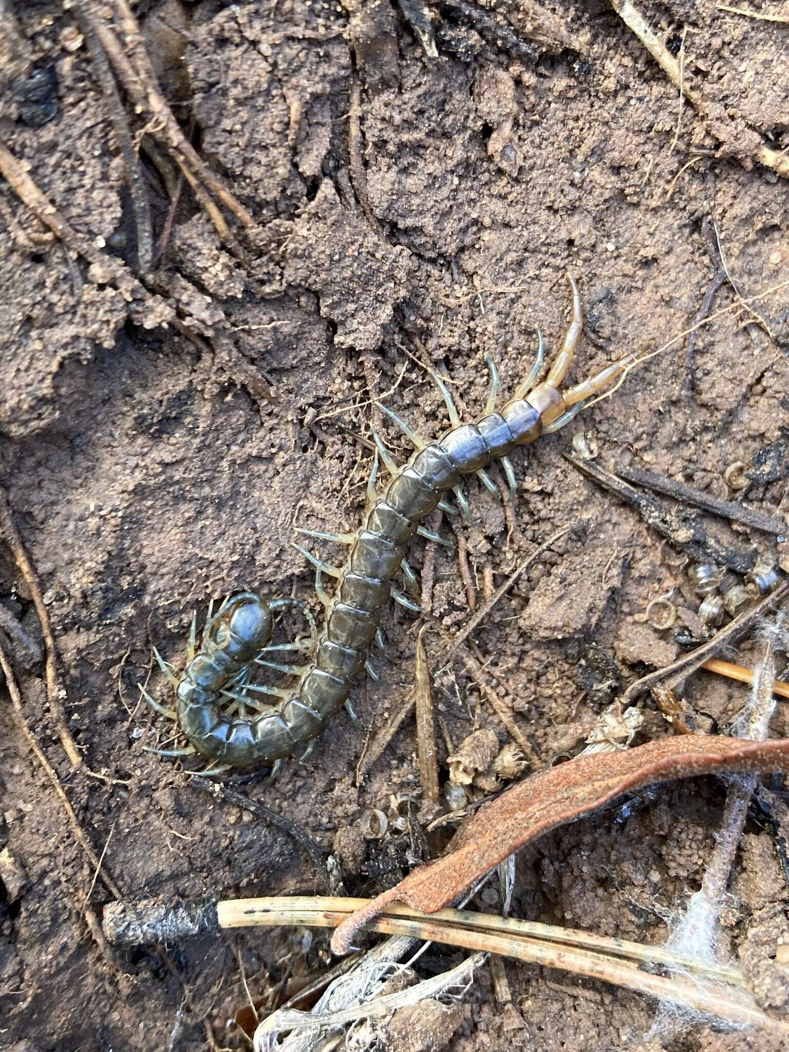 Image of Scolopendra viridis viridis Say 1821