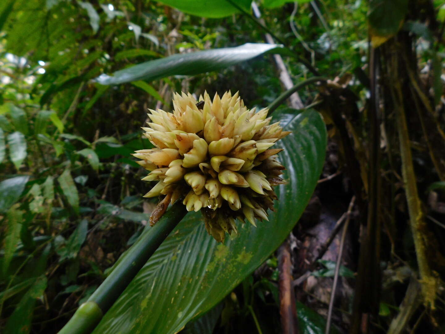 Image of Phrynium pubinerve Blume