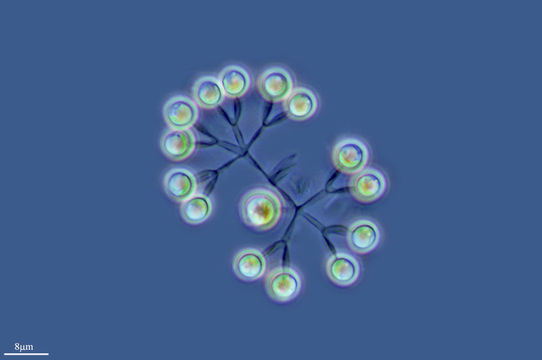 Image of <i>Dictyosphaerium pulchellum</i>
