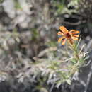 Zinnia juniperifolia (DC.) A. Gray resmi