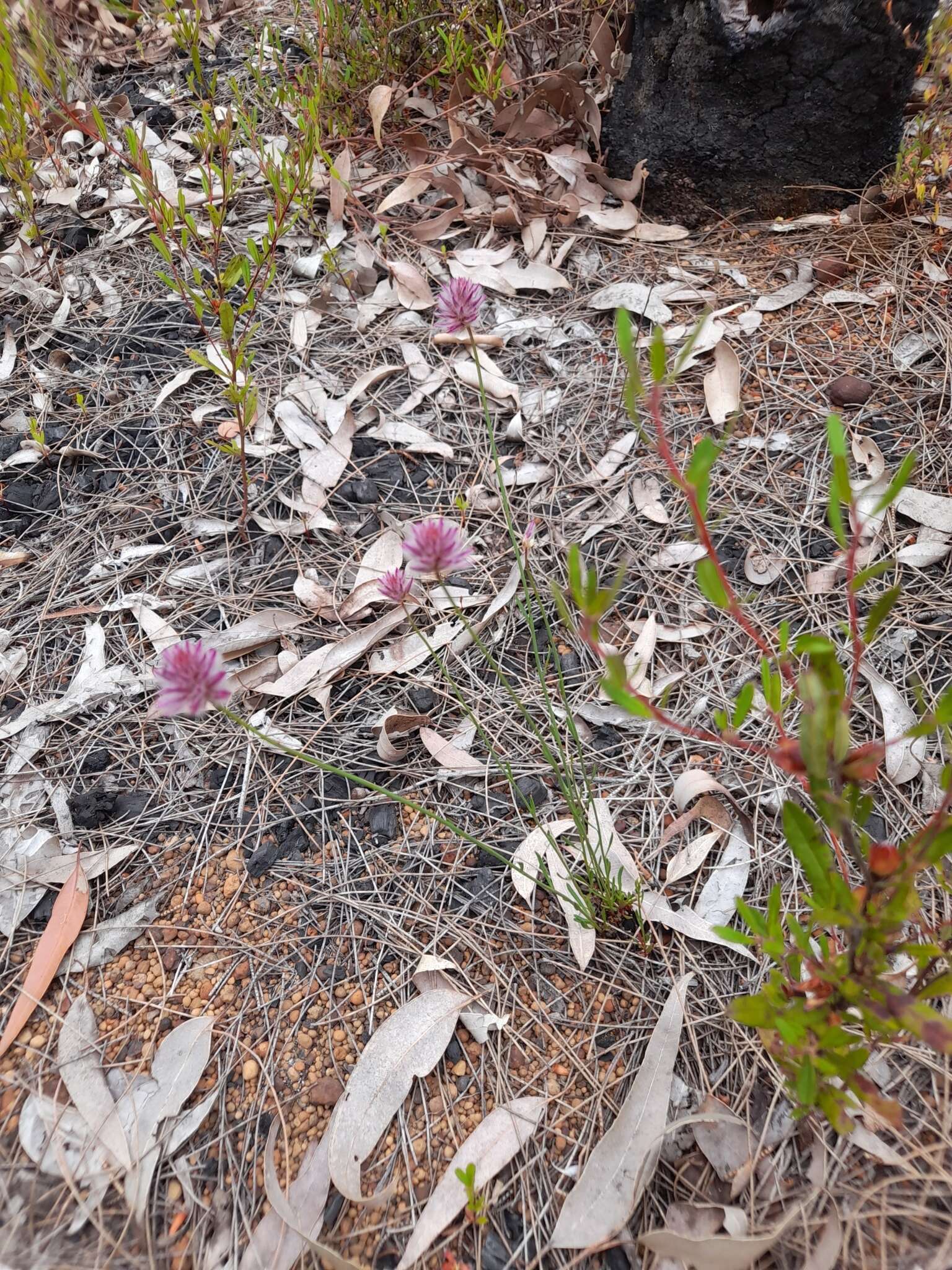 Слика од Ptilotus drummondii (Moq.) F. Müll.