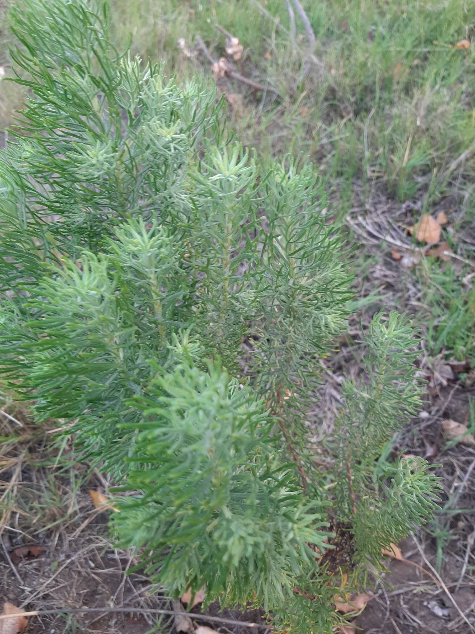 Image of Athanasia crithmifolia subsp. crithmifolia