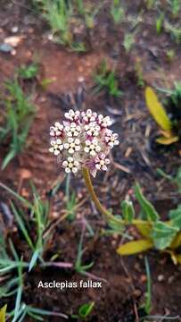 Image of Asclepias fallax (Schltr.) Schltr.