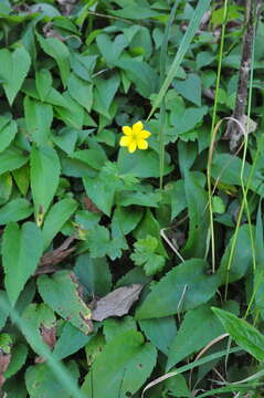 Image of Yellow Thimbleweed