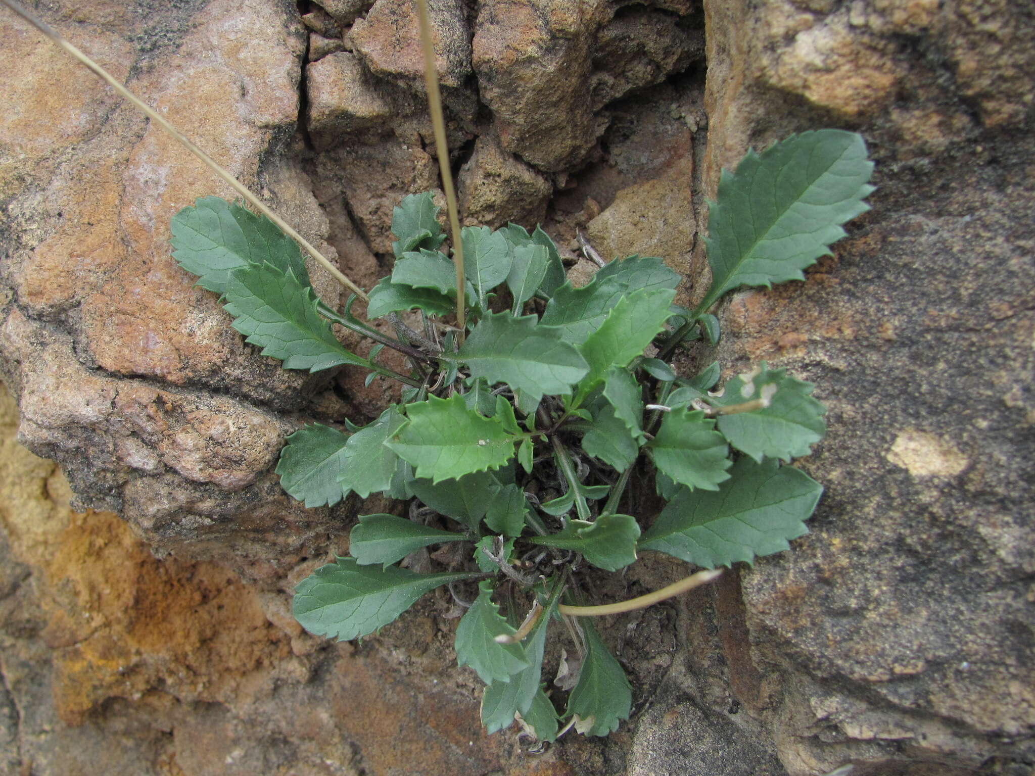 Image of Cephalaria dagestanica Bobrov