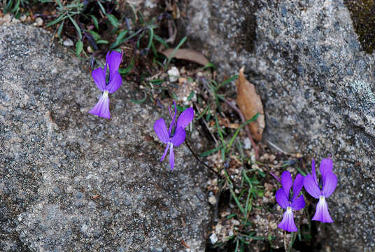 Image of Viola corsica subsp. ilvensis (W. Becker) Merxm.