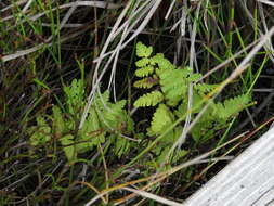 Image of Thelypteris confluens (Thunb.) C. V. Morton