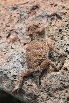 Image of Rock Horned Lizard