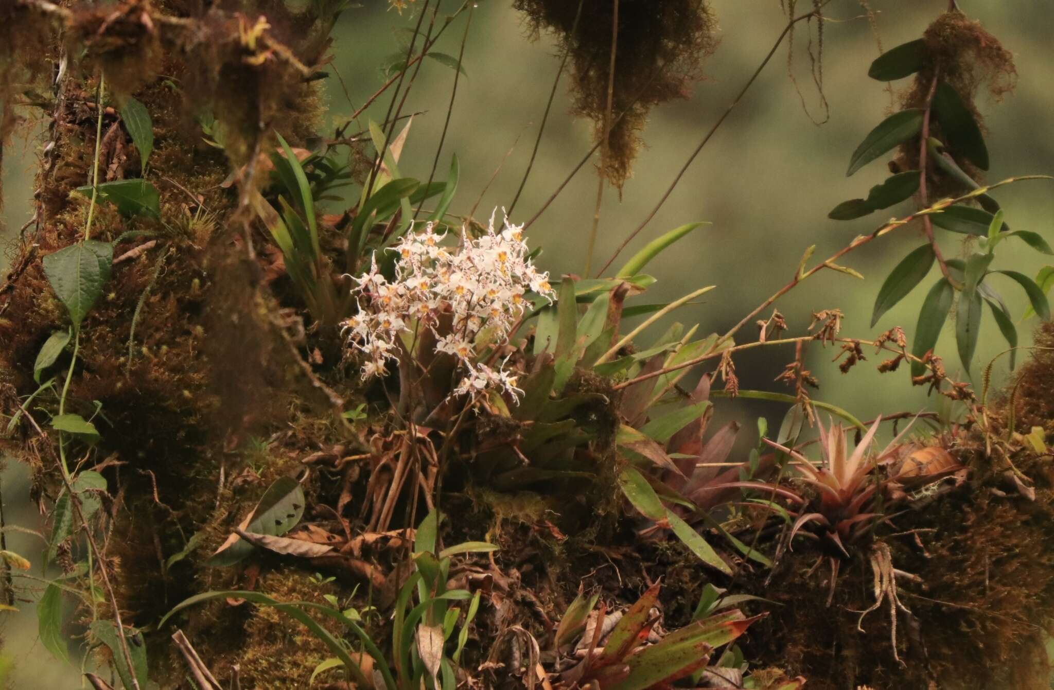 Image of Oncidium cirrhosum (Lindl.) Beer