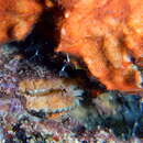 Image of cornucopic coral