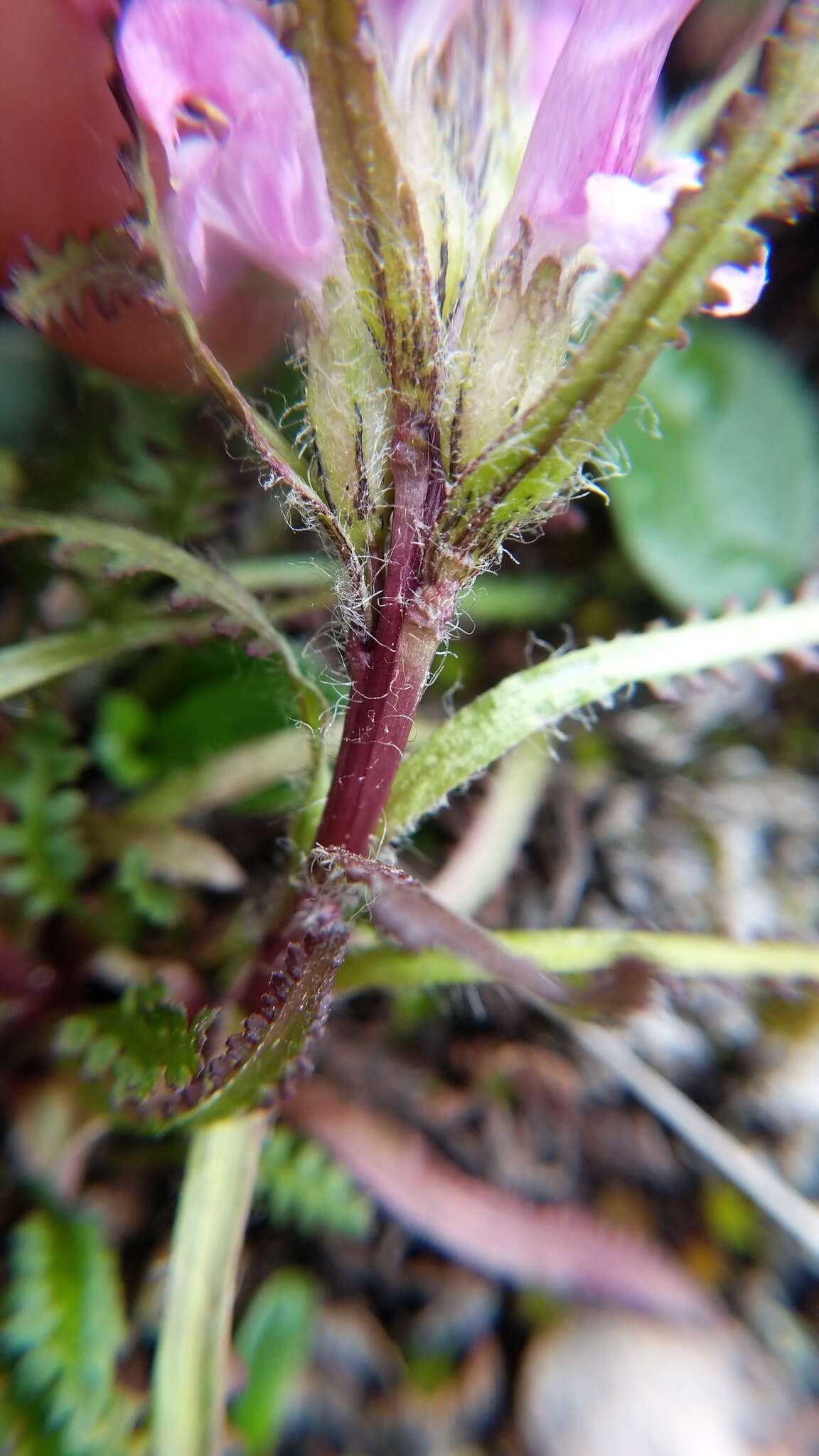 Image of Langsdorf's lousewort