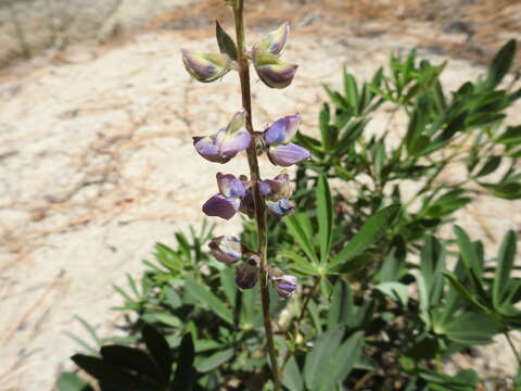 Image of Lupinus latifolius subsp. wigginsii (C. P. Sm.) P. Kenney & D. B. Dunn