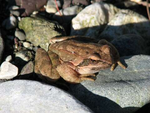 Image of Balkan Stream Frog