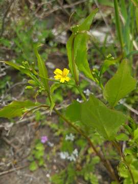 Rhagadiolus edulis Gaertn. resmi