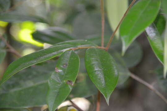 Xylopia macrantha Triana & Planch.的圖片