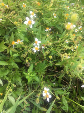 Plancia ëd Bidens alba (L.) DC.