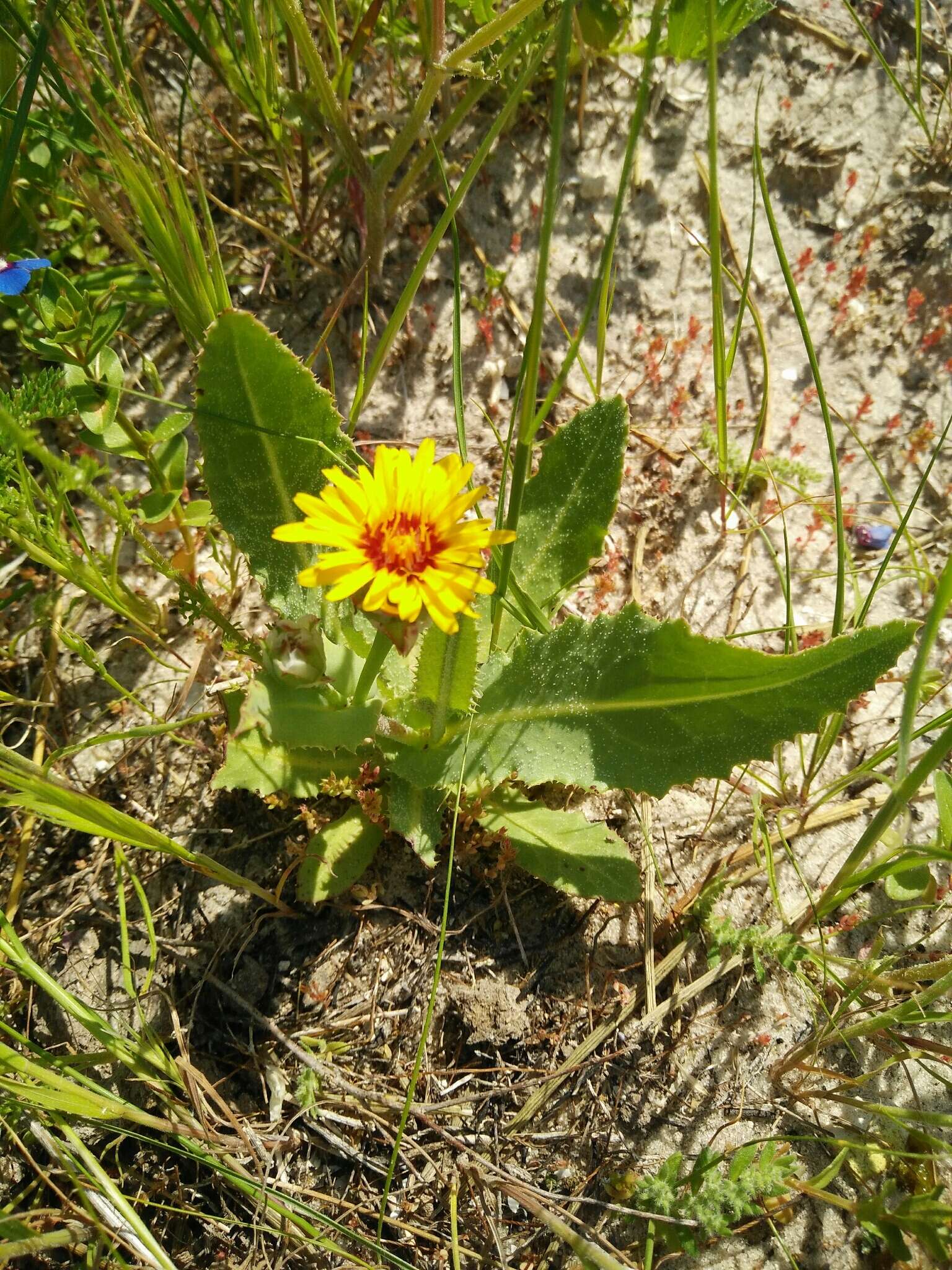 Image of False sowthistle