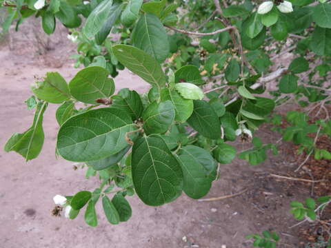 Image de Combretum obovatum F. Hoffm.