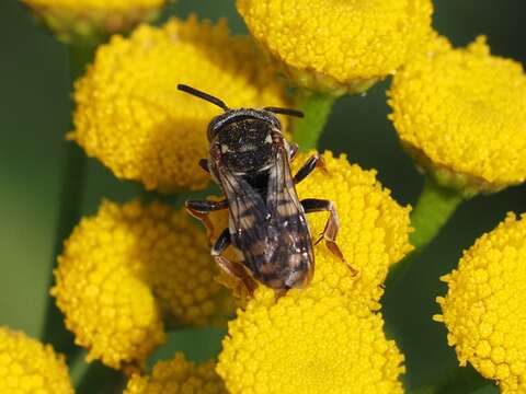 Image of Epeolus variegatus (Linnaeus 1758)