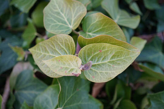 Image of Hedera rhombea (Miq.) Paul