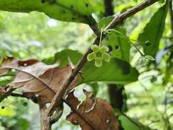 Image of Hedraianthera porphyropetala F Müll.