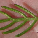 Image of Euryops pinnatipartitus (DC.) B. Nordenst.