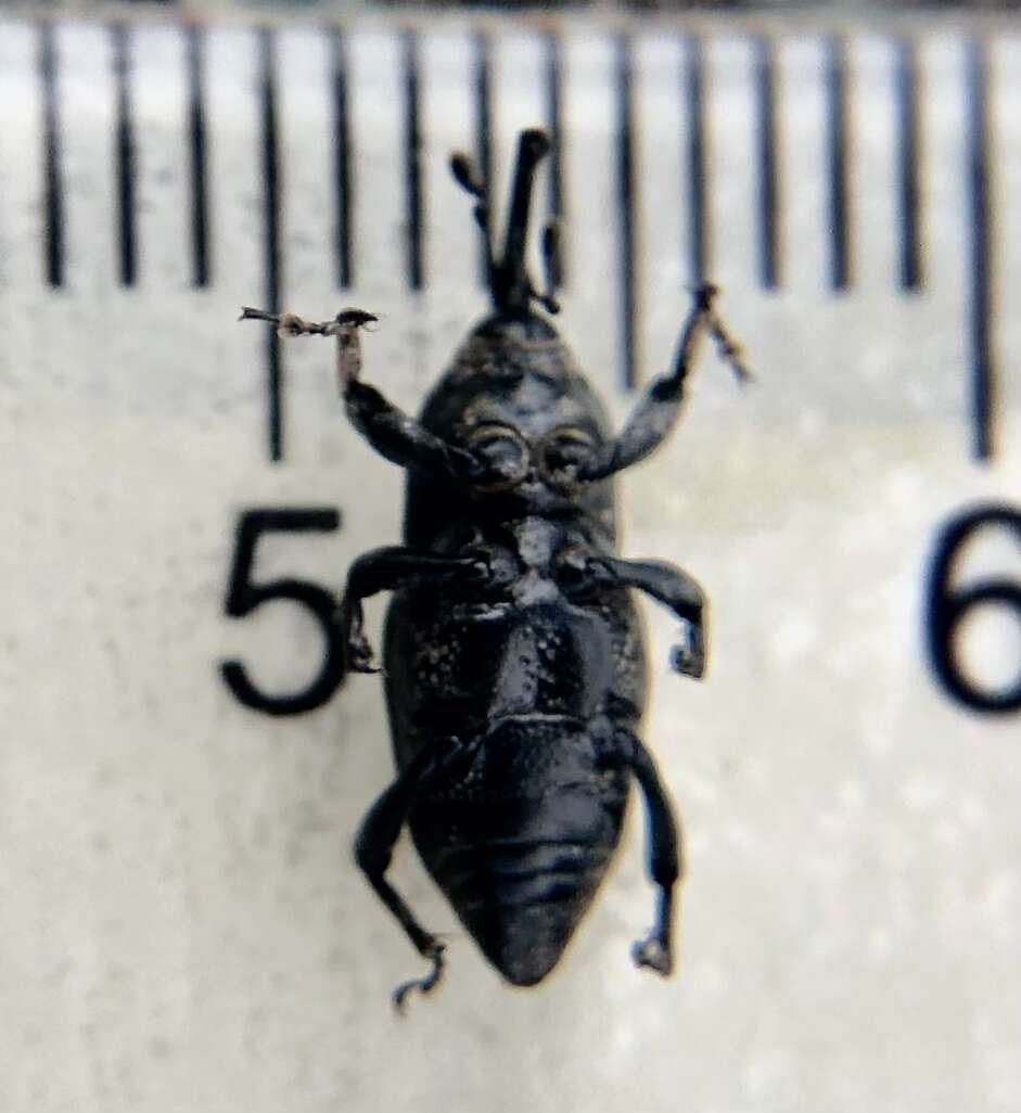 Image of Weevil