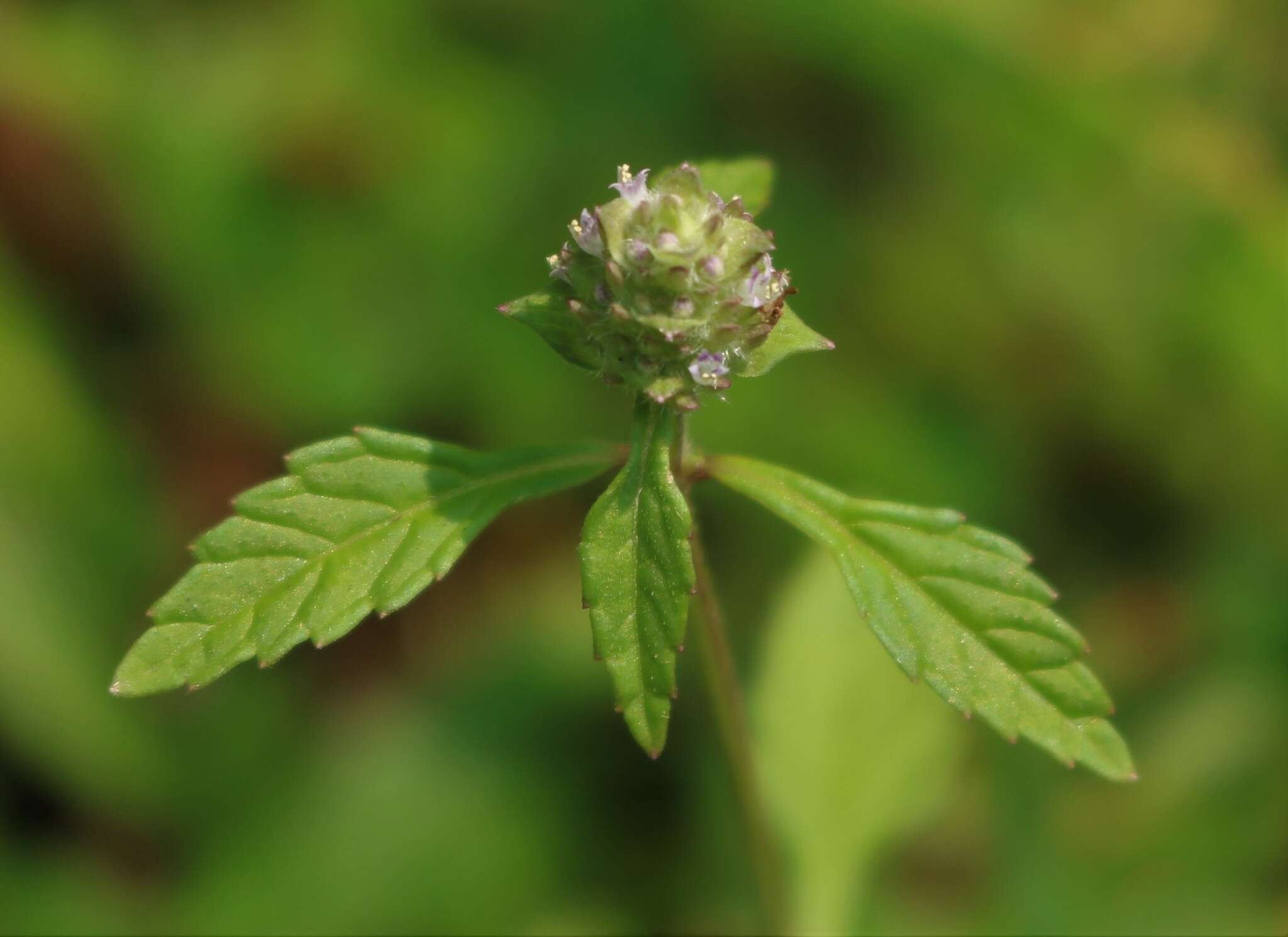 Sivun Platostoma hispidum (L.) A. J. Paton kuva