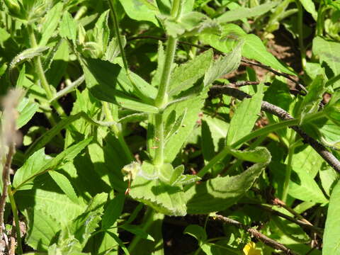 Image of Scarlet Monkey-Flower