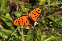 صورة Acraea violarum Boisduval 1847