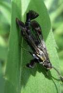 Image of Virginia Creeper Clearwing