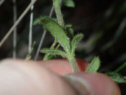 Image of Goodenia heterophylla Sm.