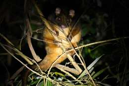 Image of Common ringtail possum