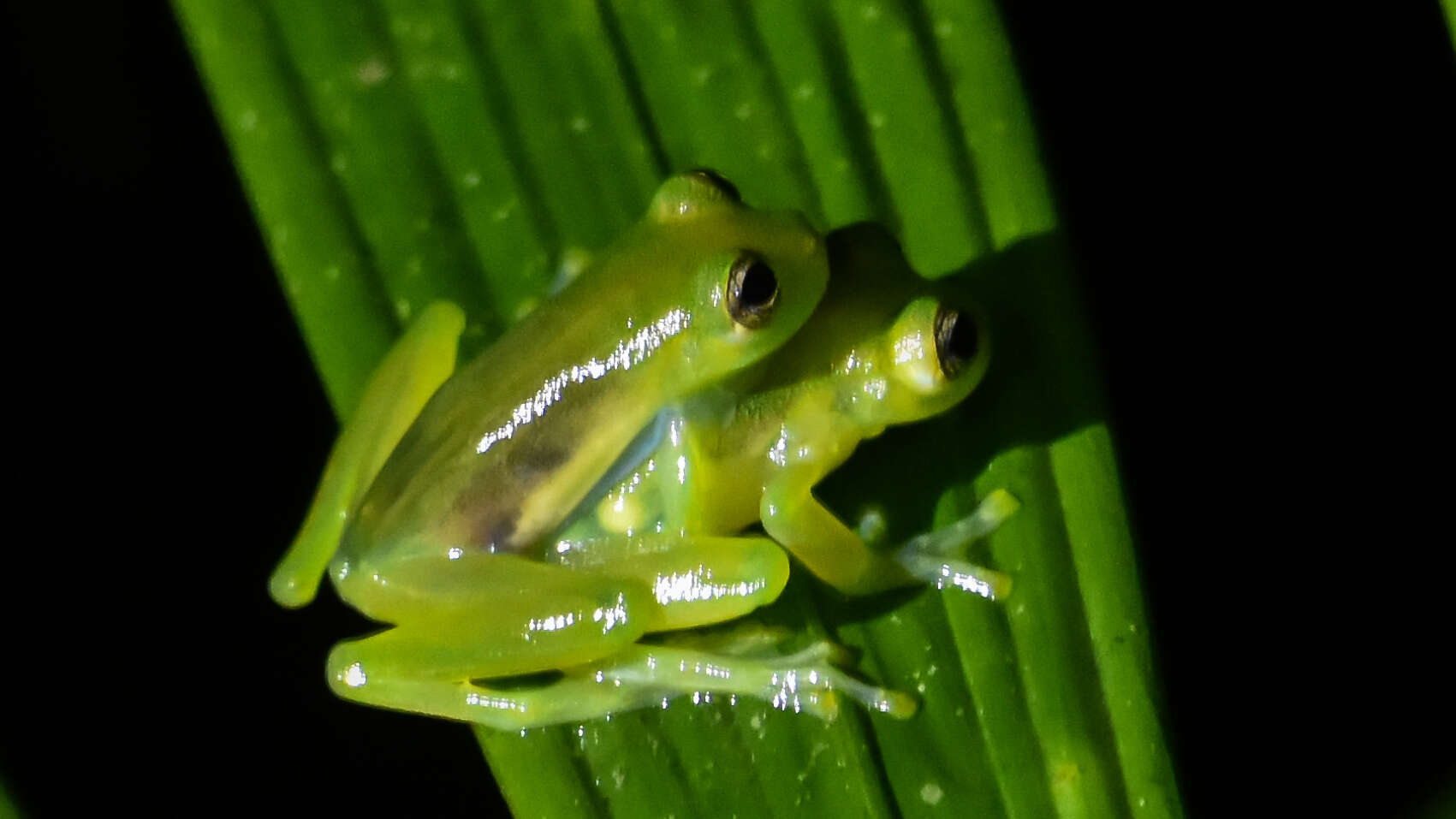 Sivun Hyalinobatrachium fleischmanni (Boettger 1893) kuva