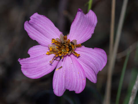 Image of Cosmos crithmifolius Kunth