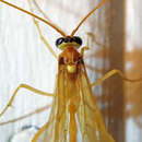 Image of Enicospilus flavostigma Hooker 1912