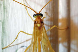 Image of Enicospilus flavostigma Hooker 1912