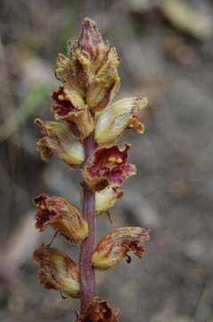 Image of Orobanche gracilis Sm.