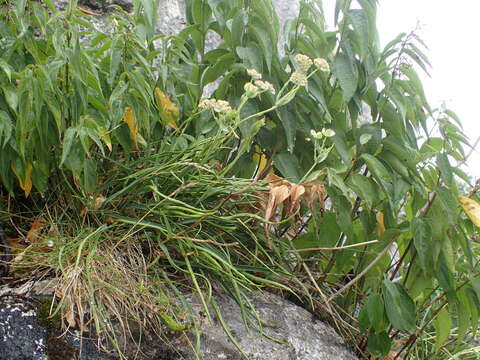 Image of Bupleurum angulosum L.